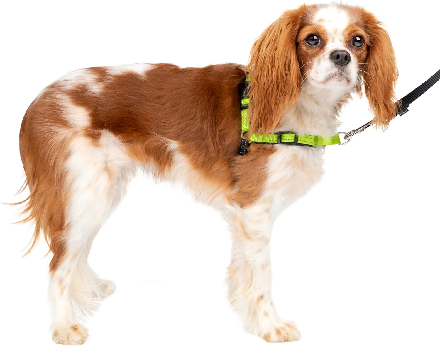 Deluxe Easy Walk Harness - Trainer-Trusted Dog Chest Harness with Breathable Martingale Loop Design - Helps Stop Pulling with No Choking & Gagging - Small - Apple